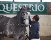 Berlin dei Folletti TosTour2013- S5 3022 : Arezzo, Arezzo Equestrian Centre, Berlin dei Folletti, Cavalli d'Italia, Toscana Tour 2013, foto di Stefano Secchi ©